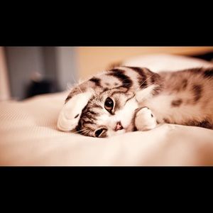 Meet your Posher, Cecat!